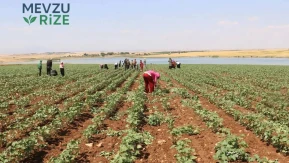 Tarımda Üretici Fiyatları Yükselişte: Sebze Fiyatları Yıllık Bazda Yüzde 60’ı Geçti!