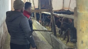 Aydıntepe'de Hayvancılık Projesi: 12 Gebe Angus Düve Teslimatı Yapıldı