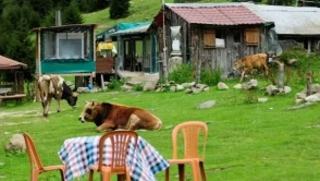 Çay Öncesi Rize Ekonomisi Neye Dayanıyordu? İşte Tarihi Gerçekler