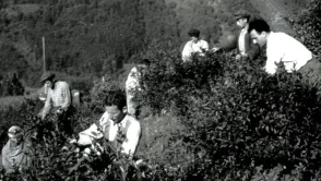 Rize’de Geçmişte Ticaret Hangi Ürün Üzerinden Yürütülüyordu? İşte Tarihi Süreç