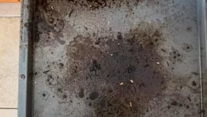 Fırın tepsisindeki yanıkları ovmaya son! Bir avuç yetiyor, lekeler kendiliğinden akıp gidiyor.