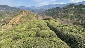 Rize’de Çayın Tiryakisi Olmanın Bilimsel Açıklaması