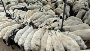 Rize’de Küçükbaş Hayvancılığa Büyük Destek Başlıyor