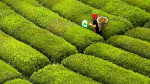 Rize’de Çay Hasadı Ne Zaman Başlar?