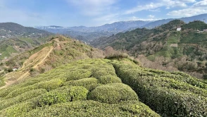 Rize Çayı ile Türk Çayı Arasındaki Fark Nedir?