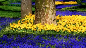 İstanbul Lale Festivali ne zaman?