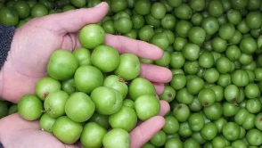 Yeşil Erik Fiyatlarındaki Artışın Sebepleri ve Tüketici Görüşleri Neler?
