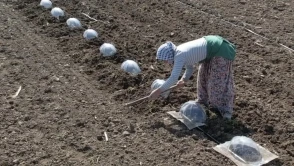 Çiftçinin En Büyük Zorluğu: Turfanda Karpuz Dikimi