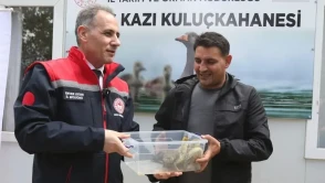 Kars'ta Yerli "Duman" Irkı Kaz Palazları Kuluçkadan Sağlıklı Bir Şekilde Türedi