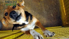 Et Yiyen Parazit Alarmı Büyüyor: Buzağı ve Keçiden Sonra Şimdi de Köpekte Görüldü!