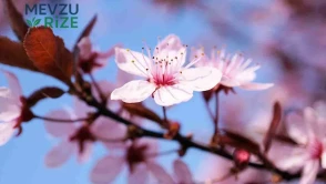 21 Mart Nevruz Bayramı Resmi Tatil Mi? Nevruz Bayramı Ne Zaman 2026?