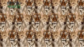Zeka testi: Kurt ve kaplanların içindeki minik kedi nerede? 625 kişiden 17'si 9 saniyede buldu