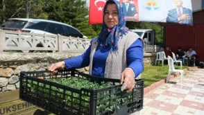 Adana'da Çiftçilere 200 Bin Domates Fidesi Hibe Ediliyor!