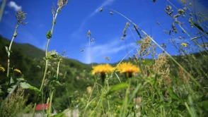 Rize'de Yetişen Çiçek Türleri: Karadeniz'in Rengârenk Doğal Hazineleri