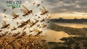Dev Çekirgelerin Sürü Halinde Saldırganlaşmasının Nedeni: Uzmanından Açıklamalar