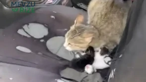 Mersin'de İlginç Bir Vaka: Açık Camda Kedi Yavruladı!