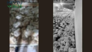 Bolu'daki Tavuk Çiftliğinde Şok Üzüntü: Elektrik Kesintisi Nedeniyla 4 Bin Tavuk Hayatını Kaybetti