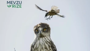 Davud'un İnanılmaz Mücadelesi: Cüceliğiyle Dev Gibi Bir Kartala Karşı!