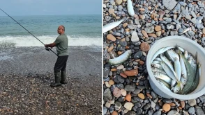Çapari yasağının bitmesiyle Karadeniz'de balık bolluğu