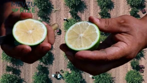 Limon tarlada bol, fiyatı şaşırttı! Hasat başladı, rakam belli oldu