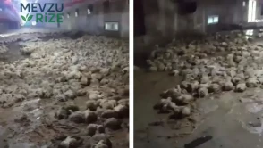 Sakarya'da Sel Felaketi: Kümesteki Tavuklar Suya Kapıldı, Çok Sayıda Hayvan Telef Oldu!