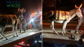 Film gibi olay: Ankara'da protokol Yolu'na çıkan eşek yediemine çekildi