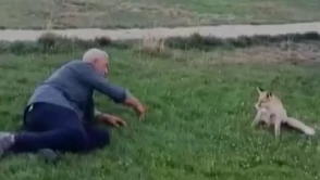 Bayburt’ta vatandaşın tilkiyle dostluğu kamerada: Hayvanı elleriyle böyle besledi