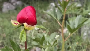 "Üzerinde Büyüyen Çocukluk: Eşsiz Birey Olmanın Temelleri"