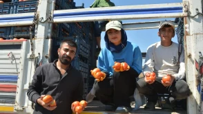 Bitlis domates üretiminde ezber bozdu: Türkiye genelinde yedinci sıraya yerleşti