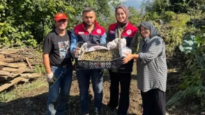 Düzce'de alternatif tarım atağı : Yığılca'da salep dikimi başladı