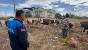 Gaziantep'te kaybolan 17 büyükbaşın sahibi küpelerinden tespit edildi