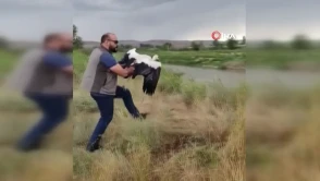Kızılırmak Nehri'nin Kenarındaki Leylek Yeniden Doğaya Salındı