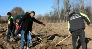 Çankırı Belediyesi, Kızılcık Ekşisi için 550 kızılcık ağacı dikti