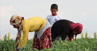 TÜİK: Mevsimlik tarım işçilerinin ortalama günlük ücretleri 2025 yılında yüzde 37,8 arttı