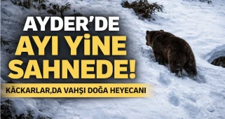 Ayder'de ayı yine sahnede! Kaçkarlar'da vahşi doğa heyecanı