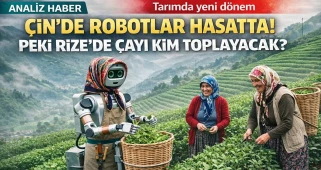 Çin'de Çay Hasadı Robotlara Emanet! Rize'de robotlar çay topladığında ne olacak?