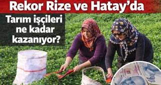 Rekor Rize'de! Tarım işçileri ne kadar kazanıyor?