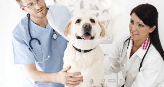 Dünya Veteriner Hekimler Günü: Toplum Sağlığında Tek Sağlık Yaklaşımının Önemi Öne Çıkıyor