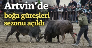 Artvin'de boğa güreşleri sezonu açıldı
