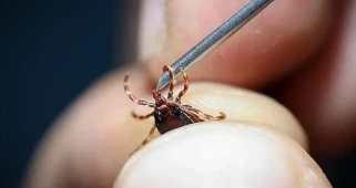 Sağlık Bakanlığı'ndan 2026 Kene Risk Haritası Açıklaması: KKKA Hangi İllerde Yaygın?