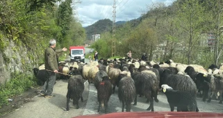 Yayla Göçü Başladı, Binlerce Kişi O Görüntüleri İzlemek İçin Bölgeye Geliyor