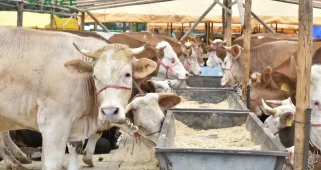 Trabzon’da kurban satış ve kesim alanları nerede? Detaylar belli oldu