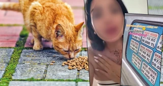 Mama lobisi gözünü kurbana dikti