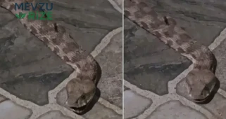 Kapıyı Açtığı Anda Gördü! Dev Yılan Mahalleyi Ayağa Kaldırdı