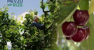Tokat’ta Ziraat 0900 Kirazı Hasadı Başladı: Tarlada 60, Marketlerde 200 TL! Bir Ay Sürecek Hasat Dönemi Başladı!