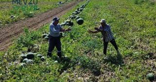 Türkiye'nin En Hafif Kara Toprağında Yetişen Ürün: Taneleri Tarlada 5 Liradan Satışta!