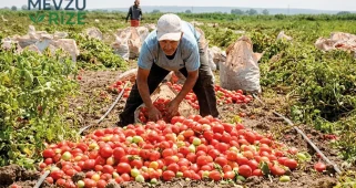Domates Üretimi Artıyor, Çiftçilerin Borçları Rekor Düzeyde!