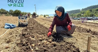 650 Bin Liralık Eşsiz Maden: UNESCO Destekli İlçede Hasat Dönemi Açıldı!