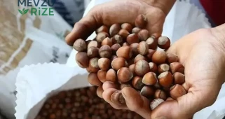 Son Gelişmeler: 2026 Yılı Fındık Alım Fiyatları Belirlendi