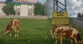 Kuduz Tehdidi Nedeniyle Ardahan'da Mahalle Karantinasına Alındı: Giriş ve Çıkışlar Yasaklandı